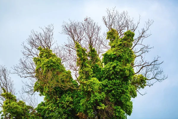 Tree with green vegetation