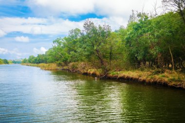 Çalılıkları banka nehrinde