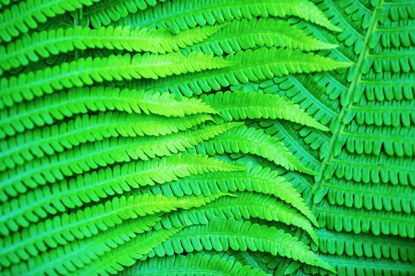 緑のシダの葉 — ストック写真