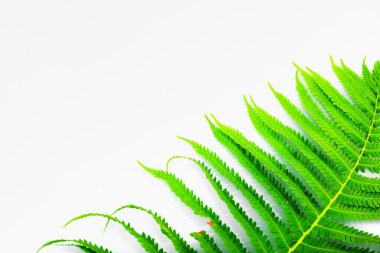 Işık arka plan üzerinde yeşil eğreltiotu