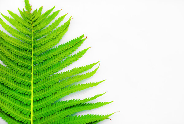 Green fern with copy space