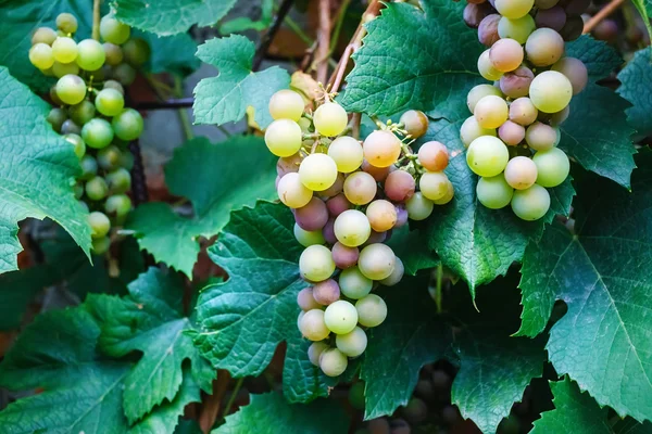 Uvas doces para vinho — Fotografia de Stock