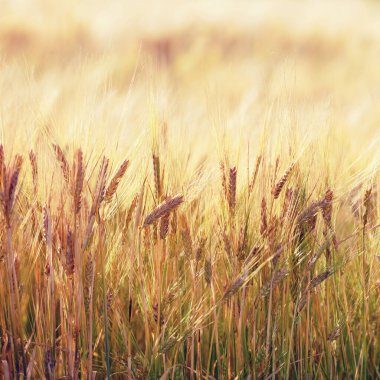 Buğdaydan altın kulaklar. Buğday tarlasına yakın çekim. Seçici odak.