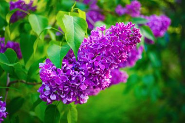 Doğada çiçek açan leylaklar. Bahar çiçeği. Çiçekli leylak çalısı.