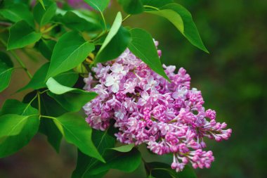 Doğada çiçek açan leylak dalı. Bahar çiçekleri..