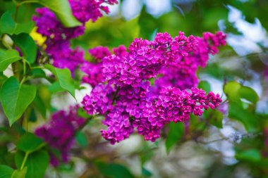 Çiçekli leylak çalısı. Doğada çiçek açan leylaklar. Bahar çiçekleri..