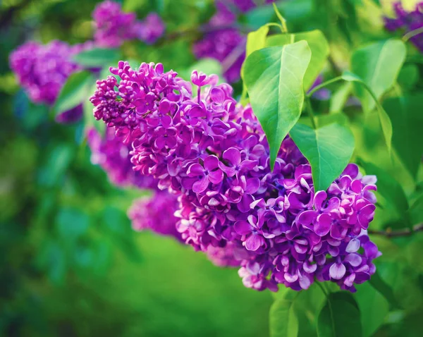 Blooming purple lilac flowers. Lilacs in nature.