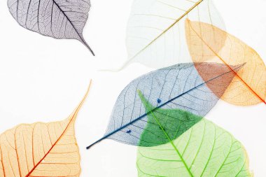 Açık arkaplanda renkli yaprak iskeletleri. Düz yatıyordu.