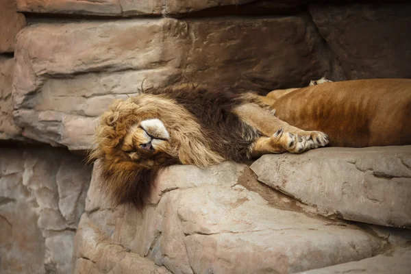 Lejonet vilar på klipporna — Stockfoto