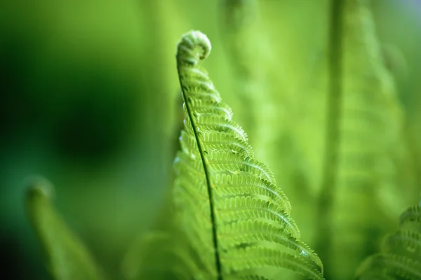 Felce verde brillante — Foto Stock