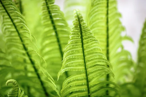 Wild green fern. — Stock Photo, Image