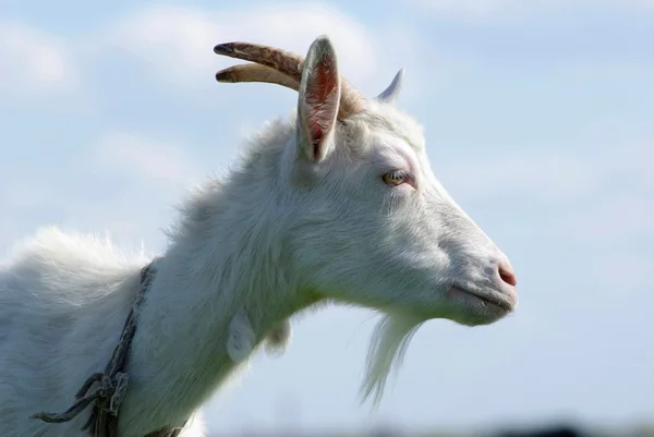 Portret van een geit in het profiel — Stockfoto