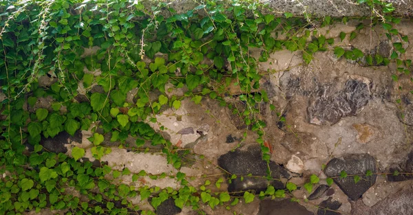 Bindweed sur le mur — Photo