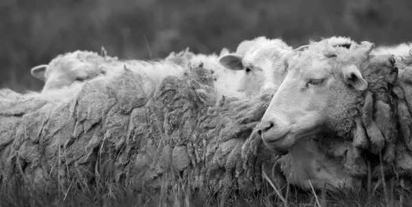 Repos des moutons . — Photo