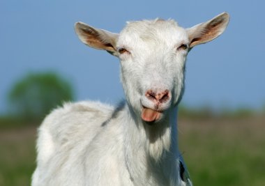Goat shows tongue clipart