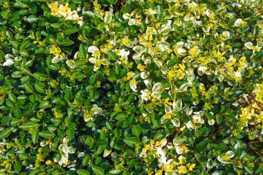 yeşil yapraklar arkaplan