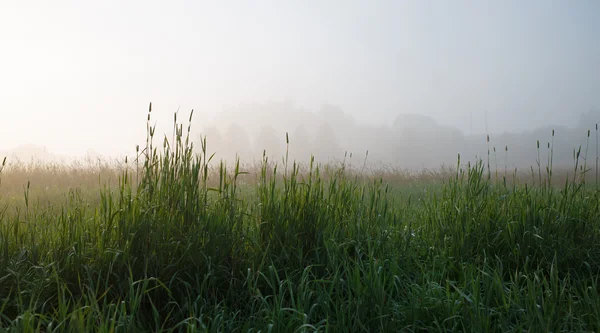霧の中の草 — ストック写真