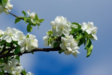 Bahar çiçekkwitnące wiosną.