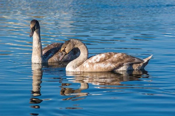 Dos cisnes — Foto de Stock