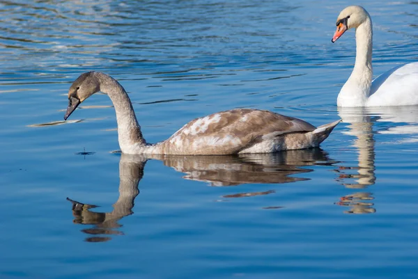 Cisnes en el agua — Foto de Stock