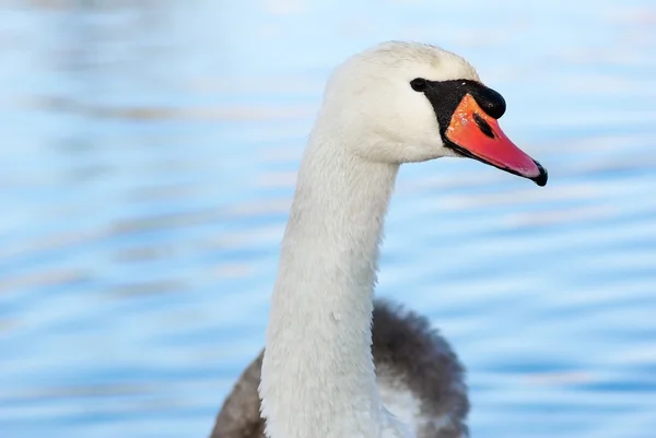 Půvabná labuť — Stock fotografie