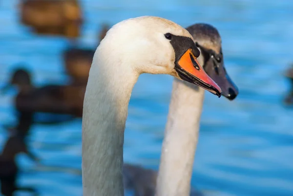 Cisnes blancos — Foto de Stock