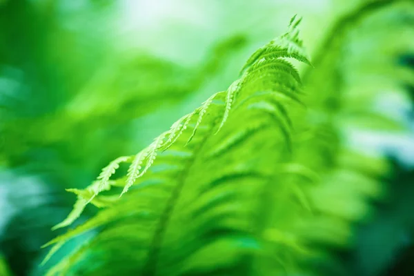 Feuilles de fougère floues — Photo