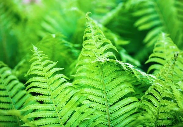 Groene varenbladeren — Stockfoto