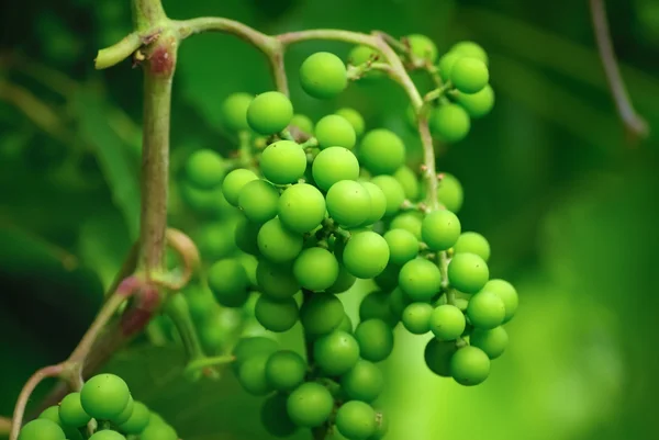 Uvas verdes inmaduras — Foto de Stock