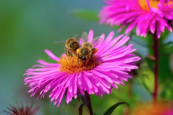 Bees and flowers — Stock Photo, Image