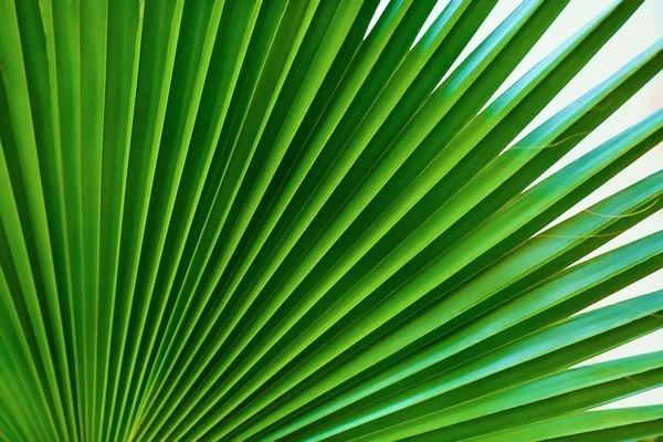 Palm blad close-up — Stockfoto