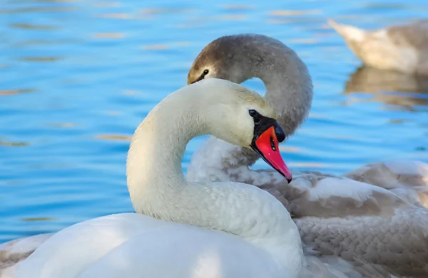 Cisnes agraciados — Foto de Stock