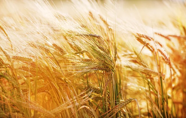 Ears of wheat