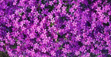 Phlox subulata