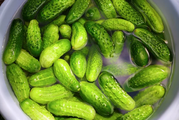 Wash cucumbers — Stock Photo, Image