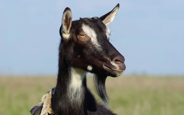 Goat portrait — Stock Photo, Image