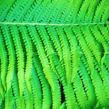 eğreltiotu yaprakları