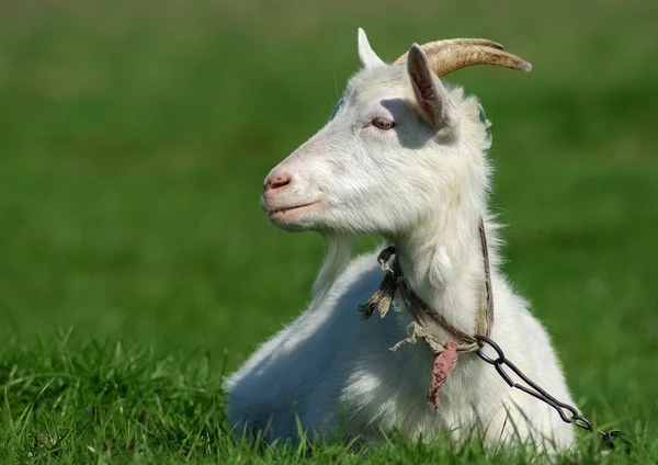 Horned goat — Stock Photo, Image