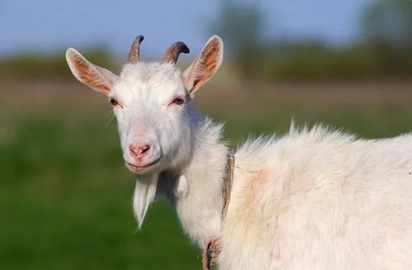 Horned goat — Stock Photo, Image