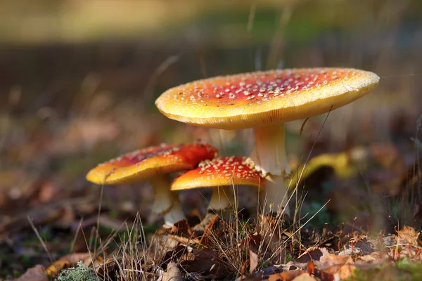 Three amanita muscaria — Stock Photo, Image