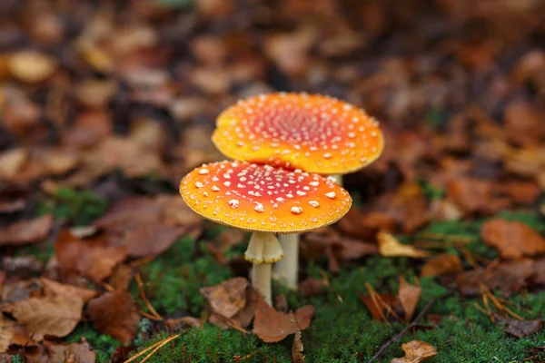 Two amanita muscaria — Stock Photo, Image