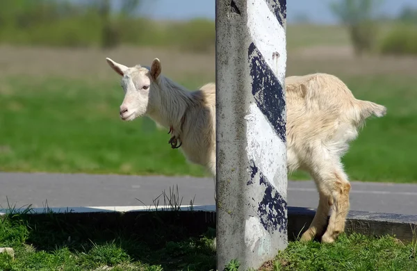 Goat and pillar — Stock Photo, Image