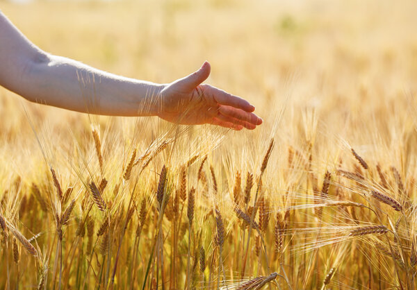 Hand touches wheat ears