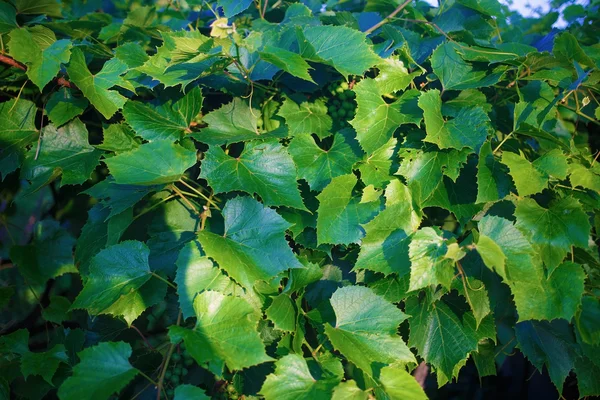 Groene druivenbladeren — Stockfoto