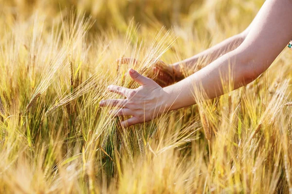 Ears of wheat in the hands — Stock Photo, Image