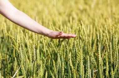 Mısır gevreği kulakları el dokunuyor