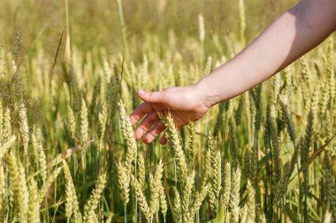 El ve kulakları hububat