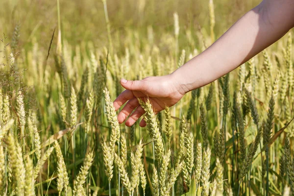 El ve kulakları hububat