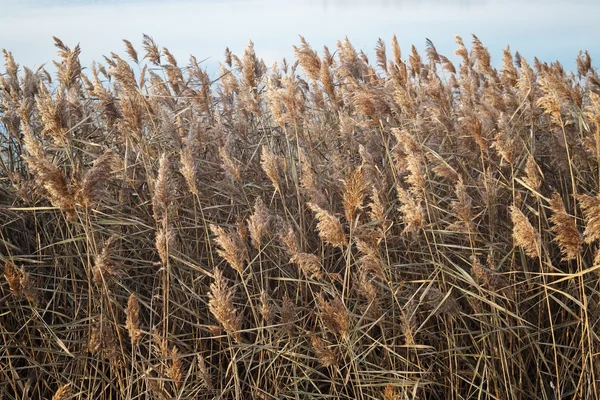 Thickets of dry reed — Stock Photo, Image