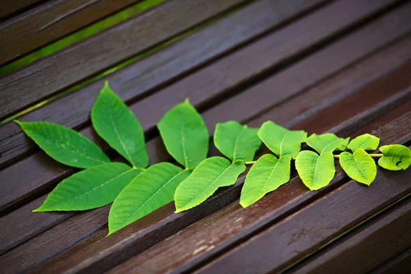 Ailanthus branche sur le banc — Photo